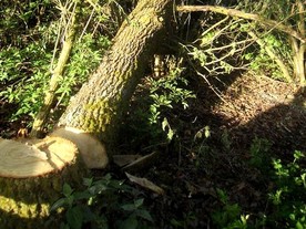 autoweek.cz - Allianz už odhalila podvody ve výši 118 milionů Kč