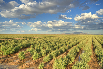 Guayule - farma