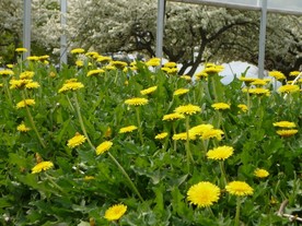 Pampeliška koksaghyz (botanický název Taraxacum kok-saghyz)