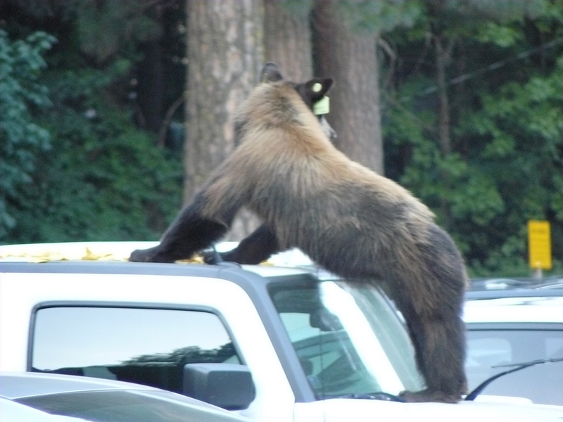 Medvědi dávají přednost minivanům