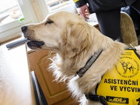 Asistenční psy cvičí organizace Helppes - i s podporou KMCz