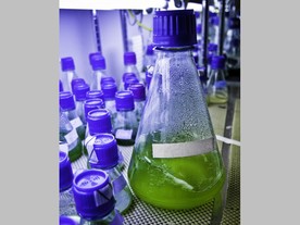 Láhev s řasami v laboratoři Sapphire Energy v San Diegu