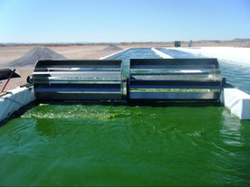 Řasy rostoucí v otevřených nádržích na farmě v Las Cruces v Novém Mexiku
